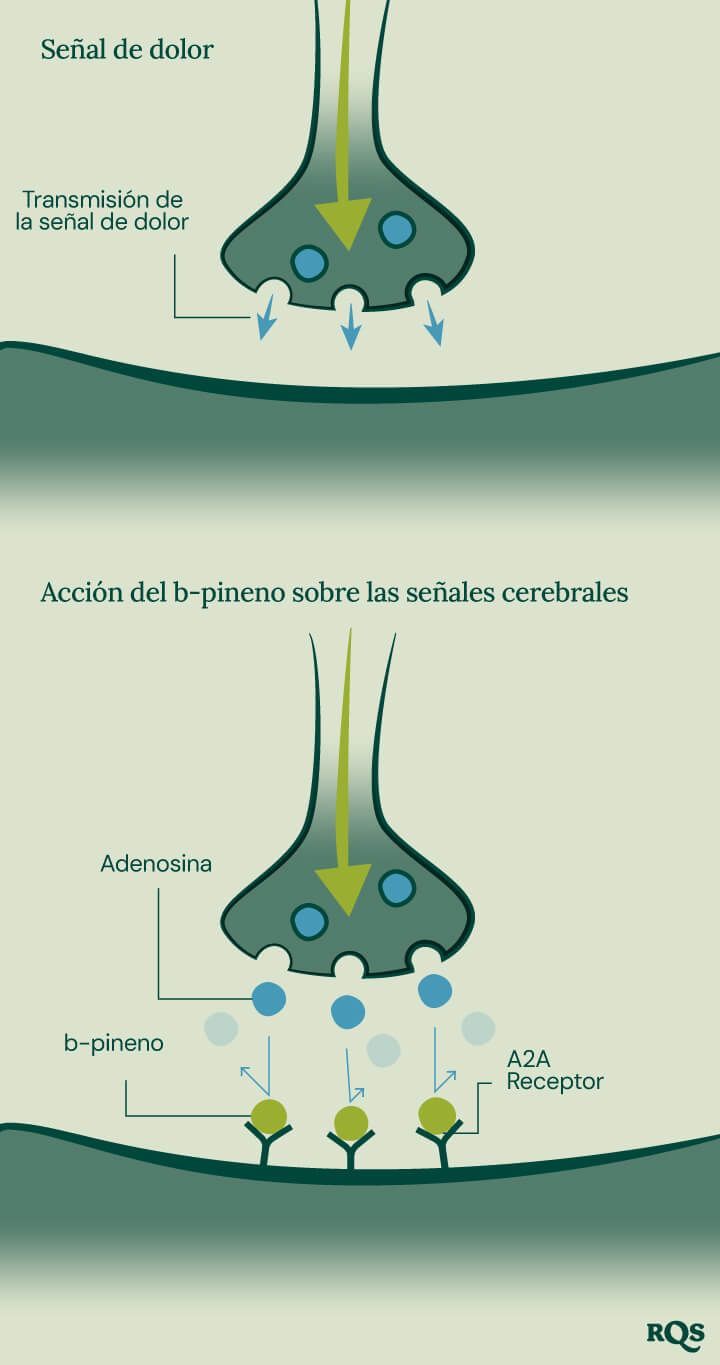 Pinene Pain Transmission Pinene Pain Transmission