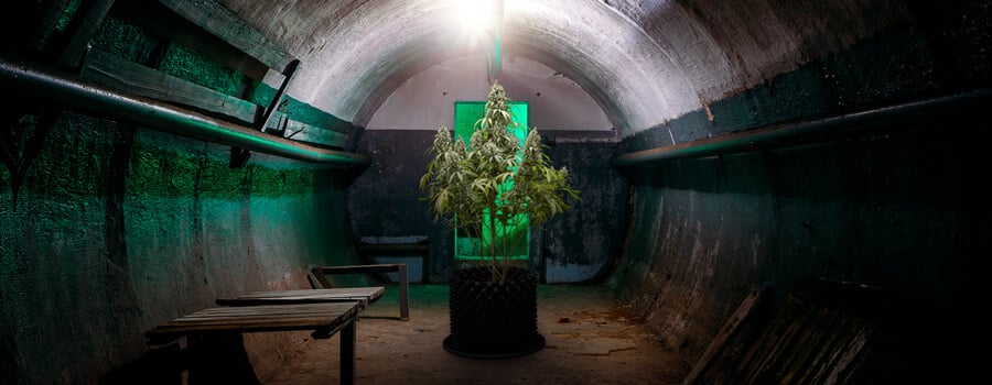 Bunker cannabis growing Bunker cannabis growing