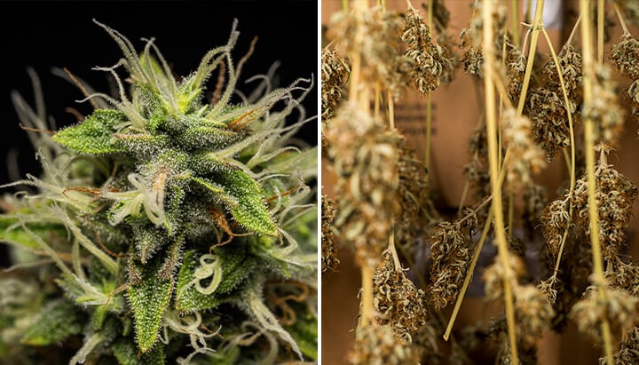 Drying cannabis Drying cannabis