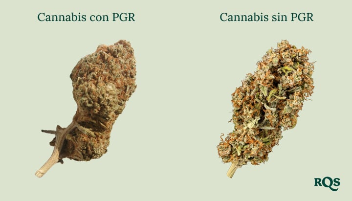 PGRs (reguladores de crecimiento de plantas) Cogollos de cannabis lado a lado: « Cannabis con PGR » denso y marrón vs. « Cannabis sin PGR » más verde y esponjoso. ¡Aprende a notar la diferencia!