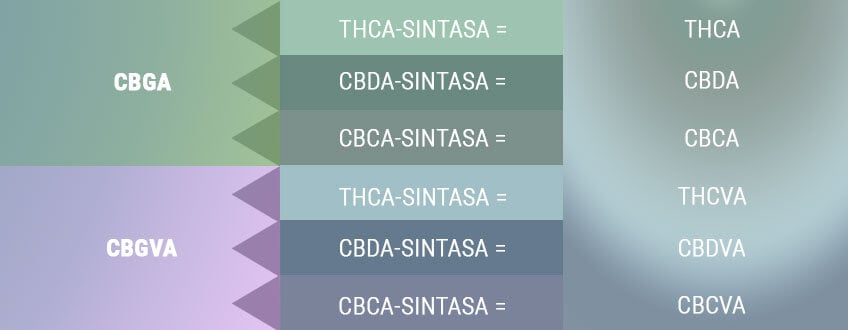 LAS FORMAS ÁCIDAS DE LOS PRINCIPALES CANNABINOIDES SE CREAN MEDIANTE BIOSÍNTESIS LAS FORMAS ÁCIDAS DE LOS PRINCIPALES CANNABINOIDES SE CREAN MEDIANTE BIOSÍNTESIS