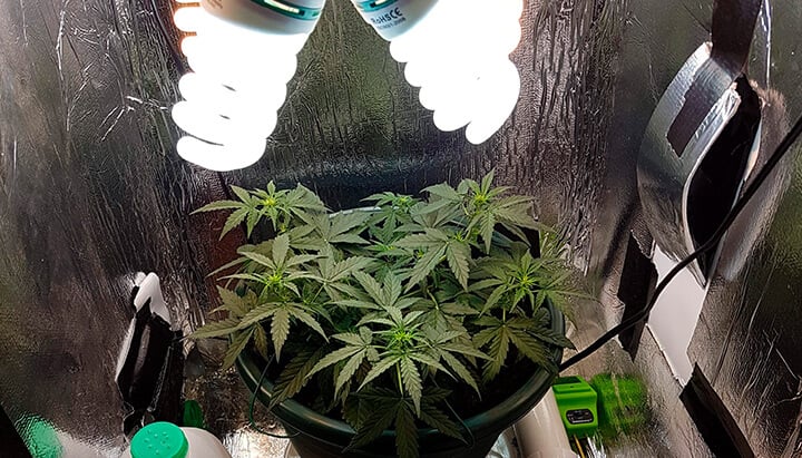 CFL light weed cultivation CFL light weed cultivation