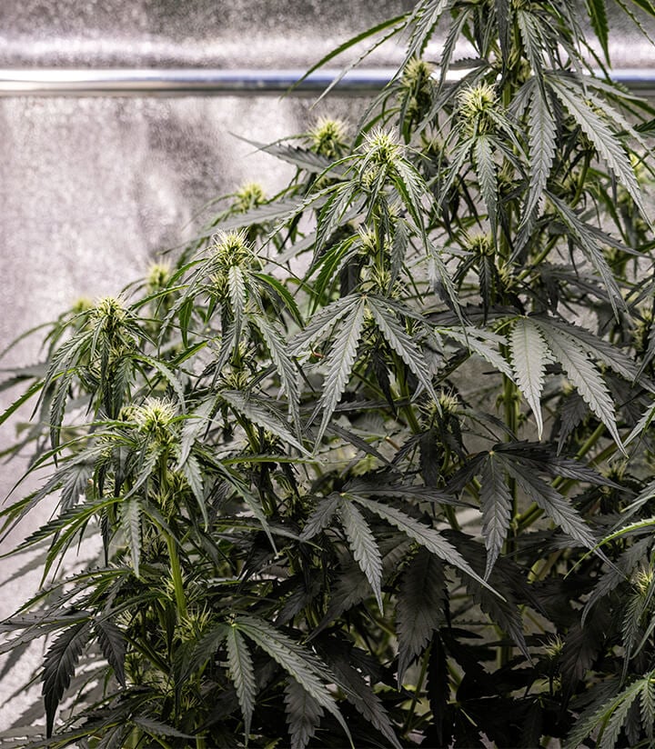 Corkscrew Auto Grow Report Corkscrew Auto Grow Report