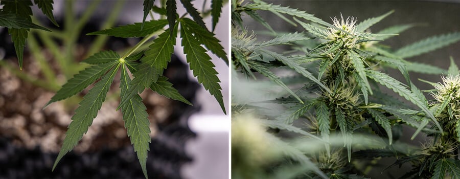 Corkscrew Auto Grow Report Corkscrew Auto Grow Report