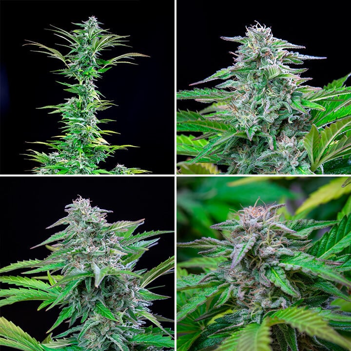 Critical Critical