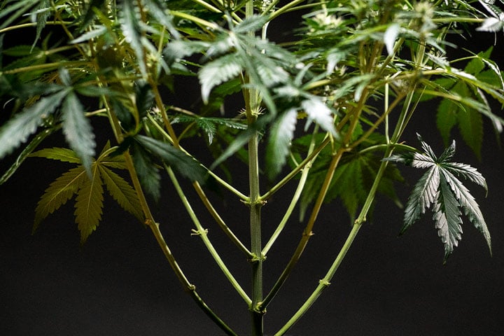 Defoliation Planta de cannabis después de una poda selectiva (defoliación). Se han eliminado las hojas inferiores y aquellas que no reciben suficiente luz para optimizar el desarrollo de los cogollos.
