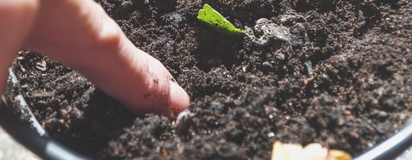 Check the soil Detalle de un dedo humano introduciéndose en la tierra de una maceta, cerca de una pequeña planta de marihuana. Esta técnica permite comprobar la humedad del sustrato y determinar si la planta necesita riego.