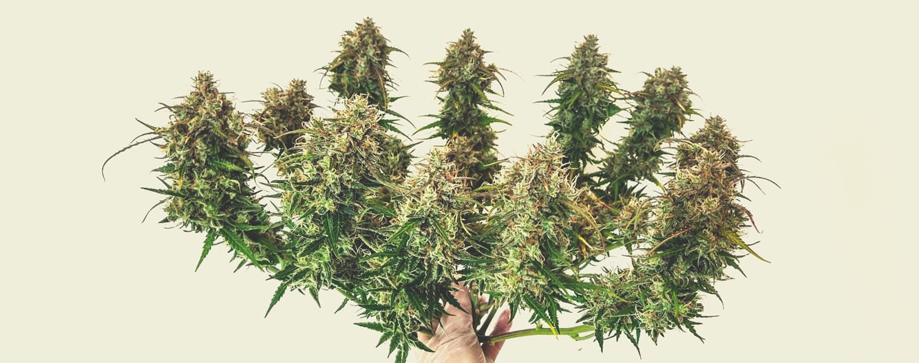 Cómo calcular la producción de las plantas autoflorecientes Cómo calcular la producción de las plantas autoflorecientes