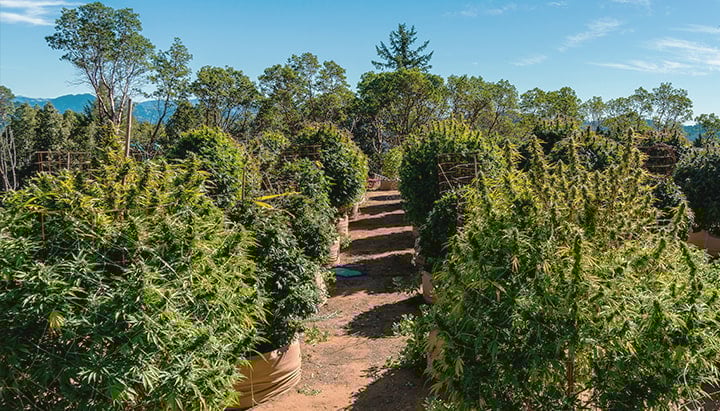 Guerrilla growing Guerrilla growing