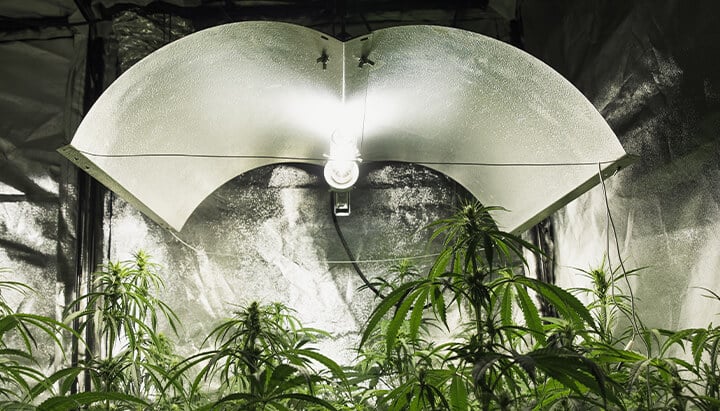 HID weed cultivation HID weed cultivation