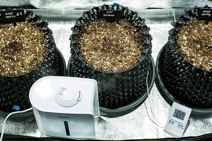 Climate Control Plántulas de cannabis creciendo en macetas bajo una luz artificial. Se observa un humidificador y un termohigrómetro para controlar las condiciones ambientales óptimas de temperatura y humedad.