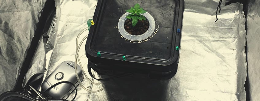 Aireación del sistema dwc usando una bomba de aire Aireación del sistema dwc usando una bomba de aire