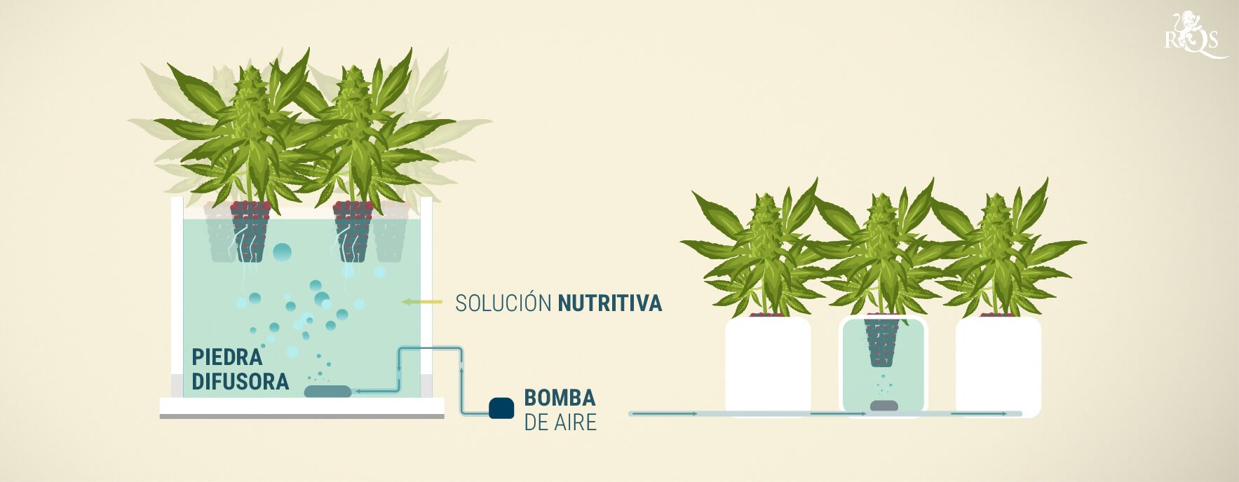 Sistema DWC (Deep Water Culture) Sistema DWC (Deep Water Culture)