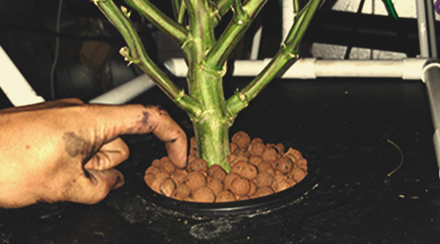 Fertilizantes hidropónicos y aditivos para el sistema DWC Fertilizantes hidropónicos y aditivos para el sistema DWC
