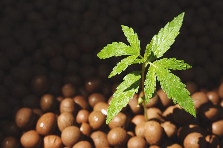 Hydroponics Plántula de cannabis emergiendo de un sistema hidropónico. Las raíces tienen acceso directo a una solución nutritiva, lo que favorece un crecimiento más rápido y abundante.