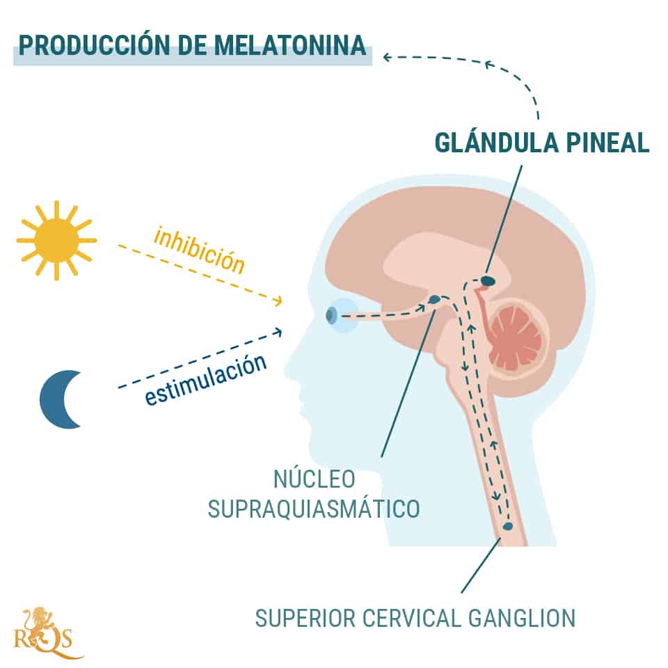 Producción de melatonina Producción de melatonina