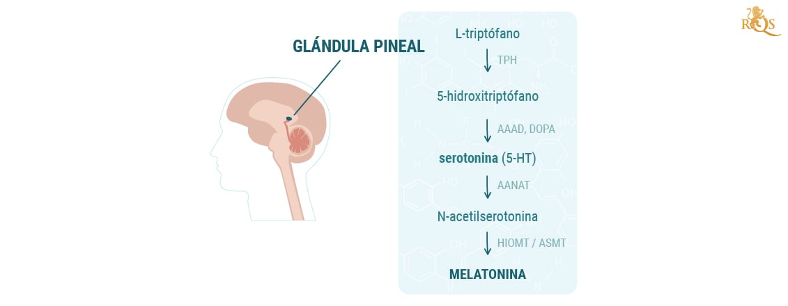 El impacto de la marihuana en la glándula pineal El impacto de la marihuana en la glándula pineal
