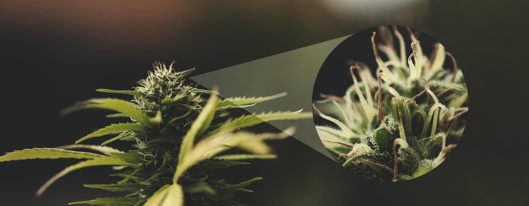 Cómo saber si una planta hembra ha sido polinizada Signos de polinización en una flor de cannabis hembra. La imagen muestra el hinchazón de las brácteas y el oscurecimiento de los pistilos como indicadores de fecundación.