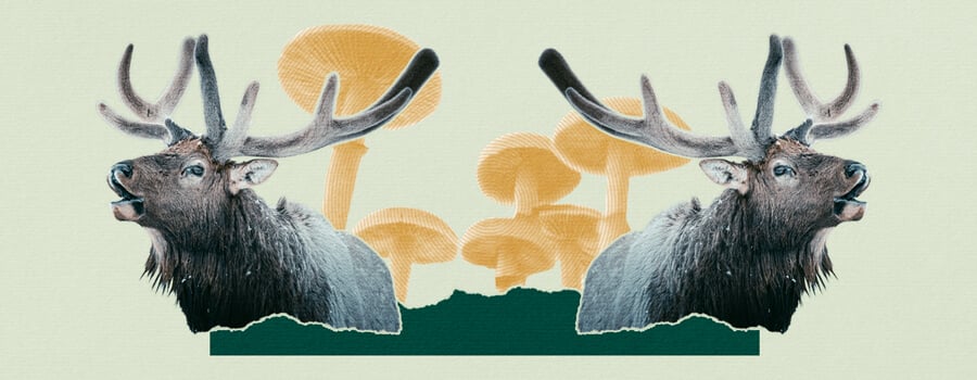 Animals getting high Animals getting high