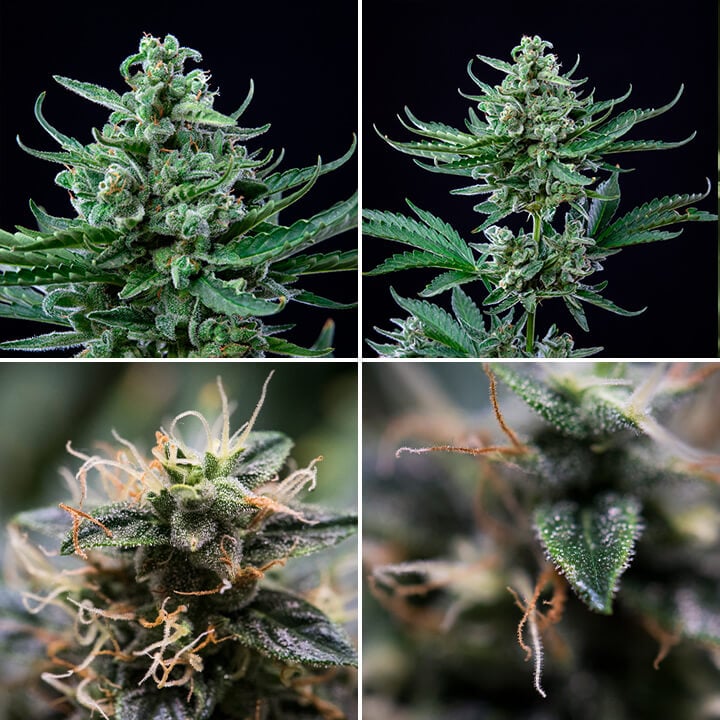 Royal Jack Auto Royal Jack Auto