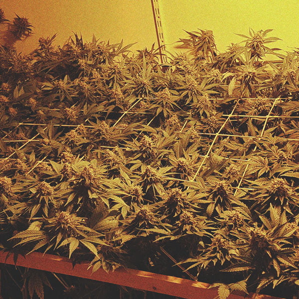 Cómo cultivar la mejor marihuana en un balcón o terraza Cómo cultivar la mejor marihuana en un balcón o terraza