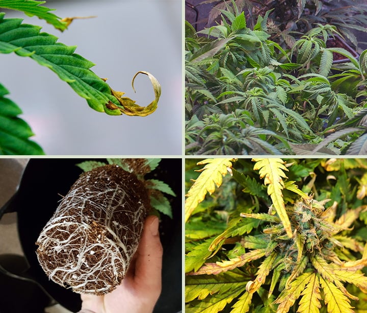 Imagen dividida en cuatro secciones, cada una mostrando diferentes signos de sobre-fertilización en plantas de cannabis. De izquierda a derecha: hoja con puntas quemadas y enrolladas, planta con hojas caídas y descoloridas, raíces enredadas en una maceta indicando estrés radicular y follaje amarillento con signos de deficiencia.