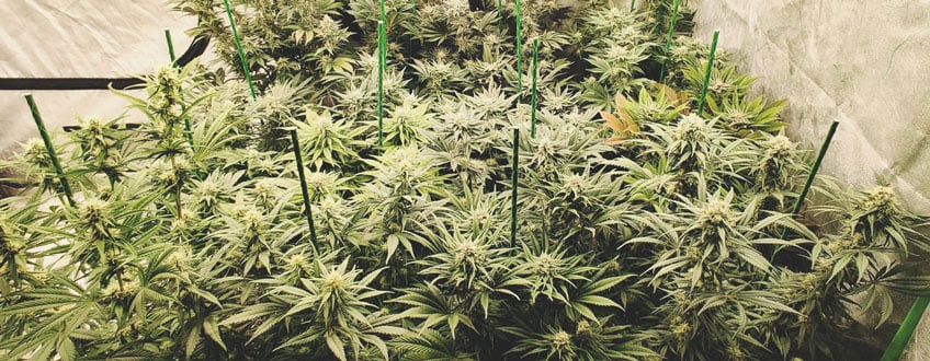 SOG Cultivo de cannabis utilizando la técnica SOG (Mar de Verde). Numerosas plantas pequeñas y densas crecen juntas, formando un dosel uniforme para maximizar el rendimiento por metro cuadrado.