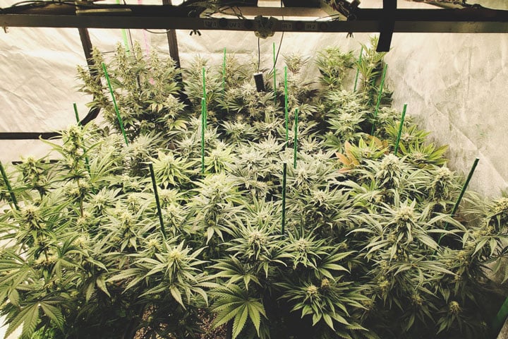 SOG Cultivo de cannabis utilizando la técnica SOG (Mar de Verde). Numerosas plantas pequeñas y densas crecen juntas, formando un dosel uniforme para maximizar el rendimiento por metro cuadrado.