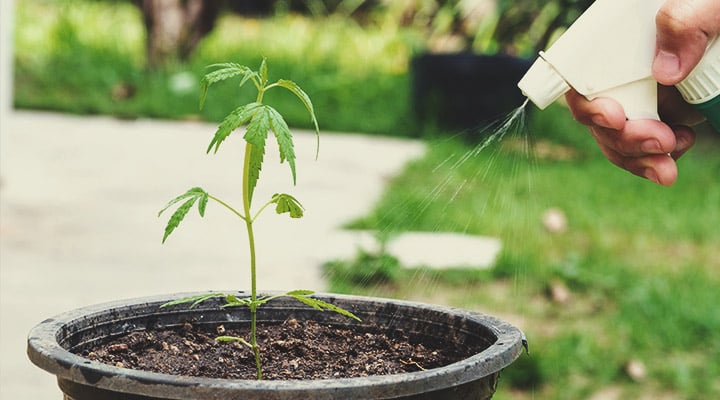 ¿Por qué utilizar la KNF en cada fase del cultivo de cannabis? ¿Por qué utilizar la KNF en cada fase del cultivo de cannabis?