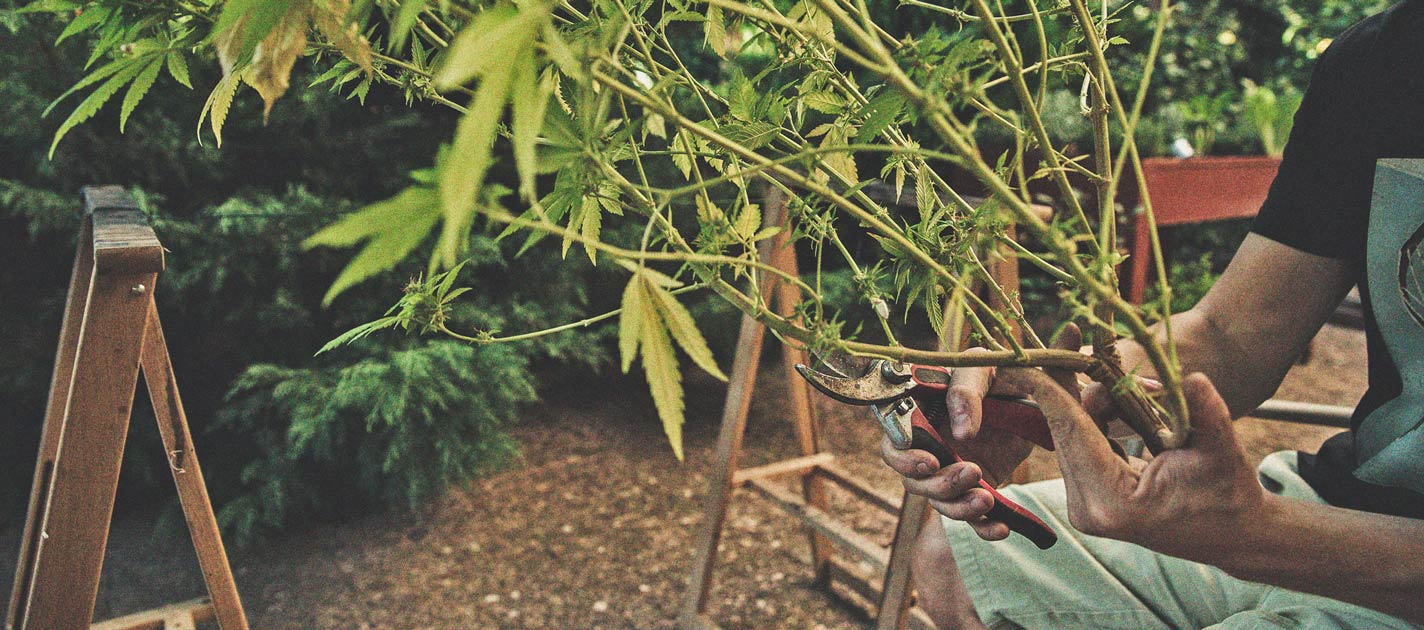 How to Grow Weed on a Budget: Indoors and Outdoors How to Grow Weed on a Budget: Indoors and Outdoors