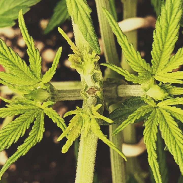 Cómo aplicar el ScrOG: procedimiento Cómo aplicar el ScrOG: procedimiento
