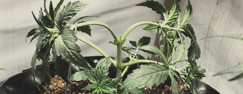 Topping Técnica de cultivo de cannabis: topping. La imagen muestra una planta a la que se le ha cortado la punta principal, lo que ha estimulado el crecimiento de dos nuevos brotes laterales. Esta técnica se utiliza para aumentar la producción de cogollos.