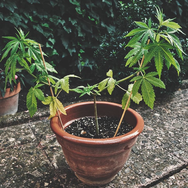 Cómo cultivar la mejor marihuana en un balcón o terraza Cómo cultivar la mejor marihuana en un balcón o terraza