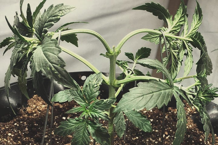 Topping Técnica de cultivo de cannabis: topping. La imagen muestra una planta a la que se le ha cortado la punta principal, lo que ha estimulado el crecimiento de dos nuevos brotes laterales. Esta técnica se utiliza para aumentar la producción de cogollos.