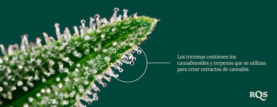 Trichomes Trichomes