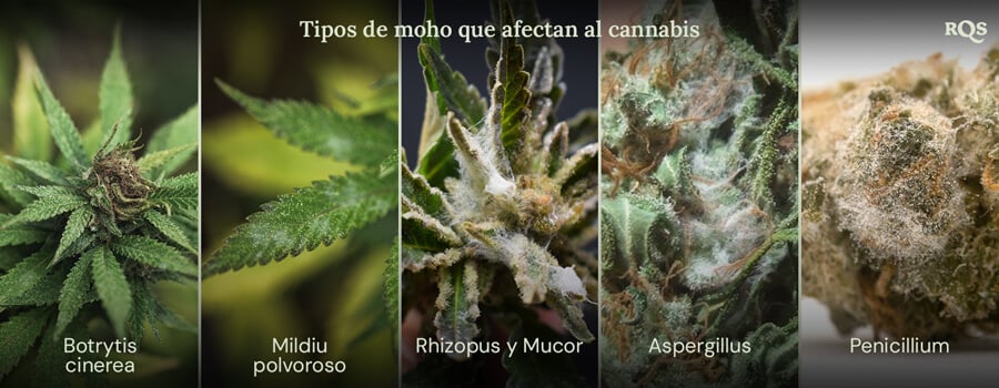 Tipos de moho que afectan al cannabis Un collage de imágenes que muestra diferentes tipos de moho que pueden afectar las plantas de cannabis. Los tipos de moho mostrados son Botrytis cinerea, oídio, Rhizopus y Mucor, Aspergillus y Penicillium.