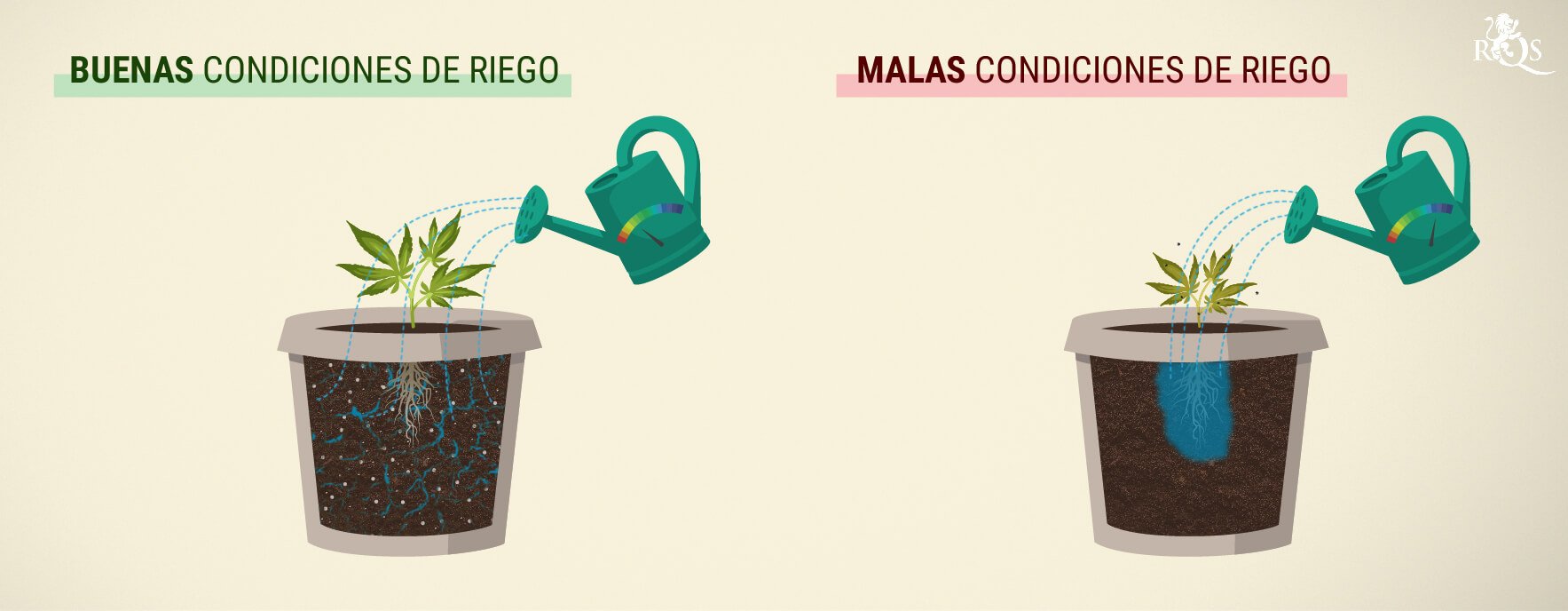 ¿Cuánto se debe regar el cannabis? Comparativa visual de las condiciones de riego en plantas de marihuana. A la izquierda, una planta sana con raíces bien desarrolladas en un suelo húmedo pero no encharcado. A la derecha, una planta con raíces dañadas por el exceso de riego, en un suelo empapado.