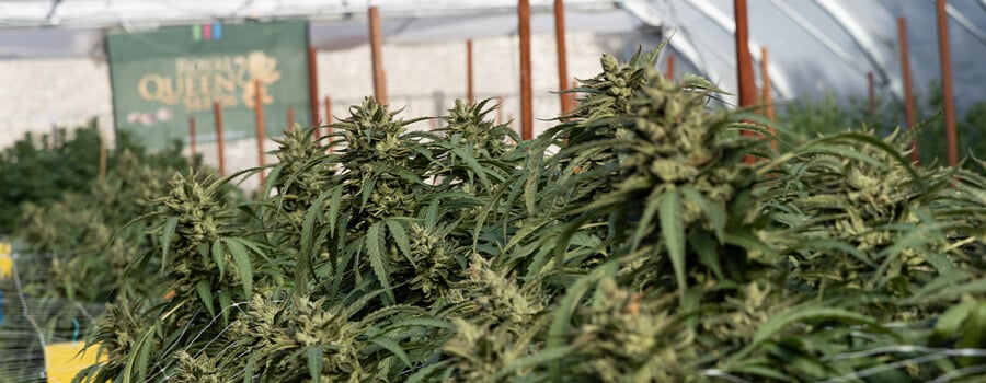 Weed flowering greenhouse Weed flowering greenhouse