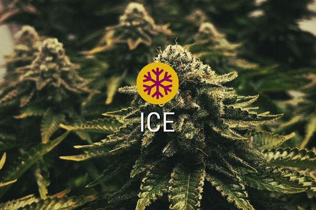 ICE Semillas de marihuana feminizadas
