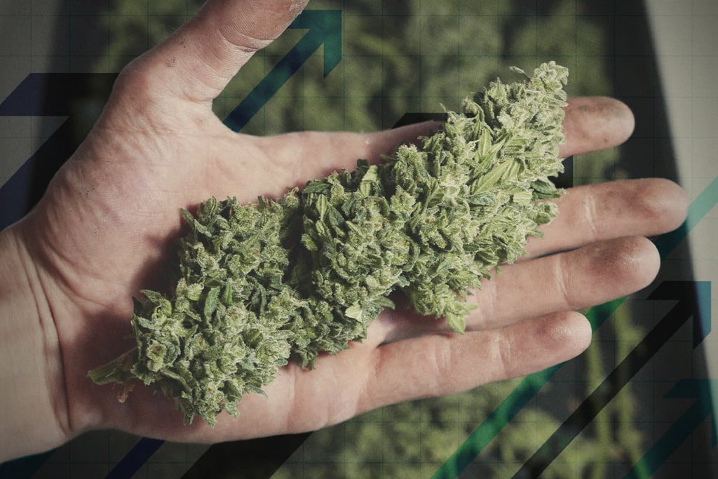 16 formas de aumentar tu cosecha de marihuana
