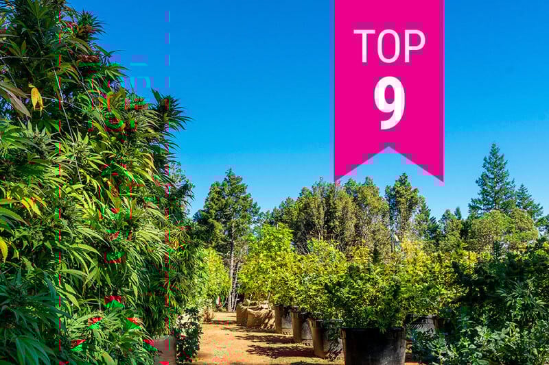 Las 9 mejores variedades de marihuana californiana de 2025